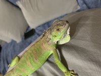 Çipli yavru iguana ele alışkın durumda