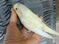 Muhabbet kuşu damızlık