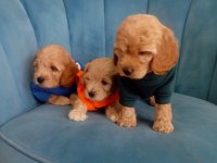 Tuvalet eğitimli maltipoo yavrular