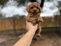 Red Poodle yavrularımız 