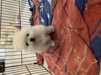 Kar Beyazı pomeranian bebeklerimiz