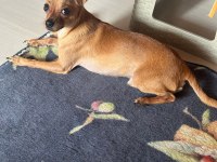 Sağlıklı Pinscher Tertemizdir