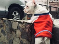 5.5 aylık french bulldog