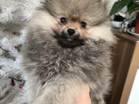 Orjinal Pomeranian yavruları