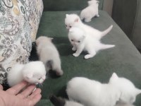 Scottish fold blue point
