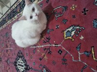 Ücretsiz British Shorthair Acil Yuva