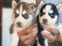 SİBİRYA KURDU HUSKY YAVRULARIMIZ MEVCUT