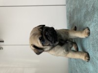 Pug bebekler
