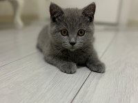 2.5 Aylık Safkan British Shorthair Yavrusu