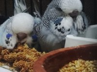 Maşallah show jumbo muhabbet kuşu damızlık ve yavrular