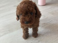 Kore Toy Poodle Yavrusu