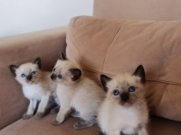 1 AYLIK SAFKAN YAVRU SİYAM KEDİSİ