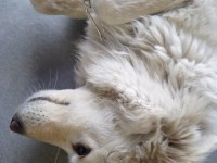 Fino erkek kısır köpeğimiz
