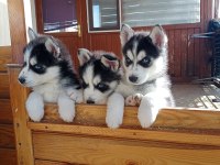 SON 1 ERKEK 2 DİSİ ÖMÜR BOYU IRK GARANTİLİ HUSKY