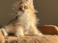 Ny11 Ny12 golden mükemmel kalite british longhair