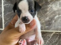 Teacup orjinal chihuahua yavrular