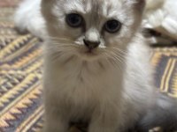 2 aylık olmak üzere dişi ve erkek karışım kediler