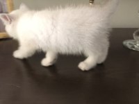 Soylu anne babadan nadir güzellikte british shorthair silver