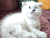Safkan blue point scottish fold son erkek yavrumuz