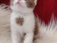 British Shorthair Bebekler Yeni Ailesini Arıyor