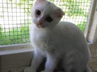 Kırık Kulak Scottish Fold