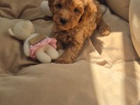 Sağlık Ve Irk Garantili Poodle