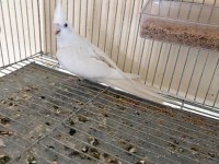İkinci kuluçka hazırlığında kusursuz albino-wf takım sultan
