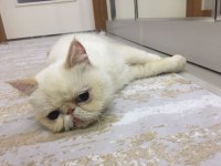 Dişi kedimiz Mia yı sahiplendiriyoruz