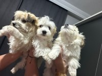 Morkie yavrum 2 buçuk aylık