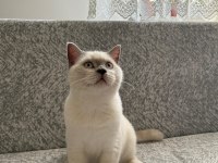British shorthair yavrumuza yeni yuva arıyoruz