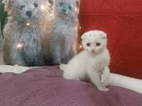 Kar topu scottish fold bebekler