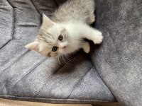 Sahibinden exotic shorthair yavrusu