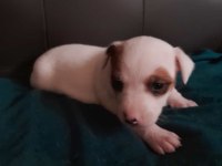 Jack Russell Kardeşler