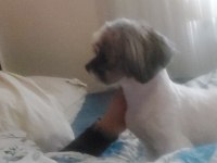2 Yaşında Dişi Shih-Tzu