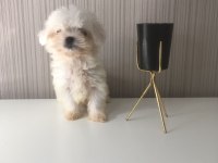 Mükemmel Kalitede Kore Maltese Bebeklerimiz