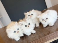 EN GÜZEL BRITISH LONG HAIR YAVRULAR SHORTHAIR YAVRULR