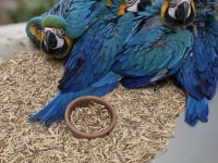 Yasal Belgeli Faturalı Çipli Macaw