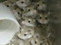 Suriye ve gonzales hamster yavrular