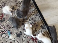 BAKMADAN GEÇMEYİN HER RENK KEDİMİZ MEVCUT