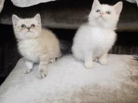 British Shorthair Erkek Yavrular