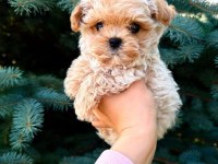 Kore Maltipoo Yavrular