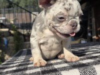 French bulldog köpeği