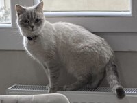 Dişi British Shorthair Colourpoint