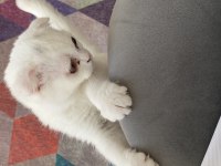 Beyaz Scottish Fold 3 Aylık