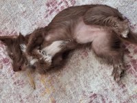 Ücretsiz sahiplendirme köpeğimiz