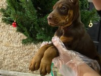 King kızıl ve siyah doberman yavrular