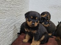 Rottweiler yavruları ırk garantilidir
