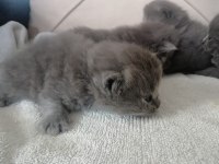 Scottish fold yavru Antalya