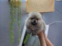 Pomeranian boo teddy bear yavrucuklar