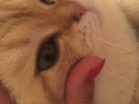 British shorthair 14 aylık kedimiz